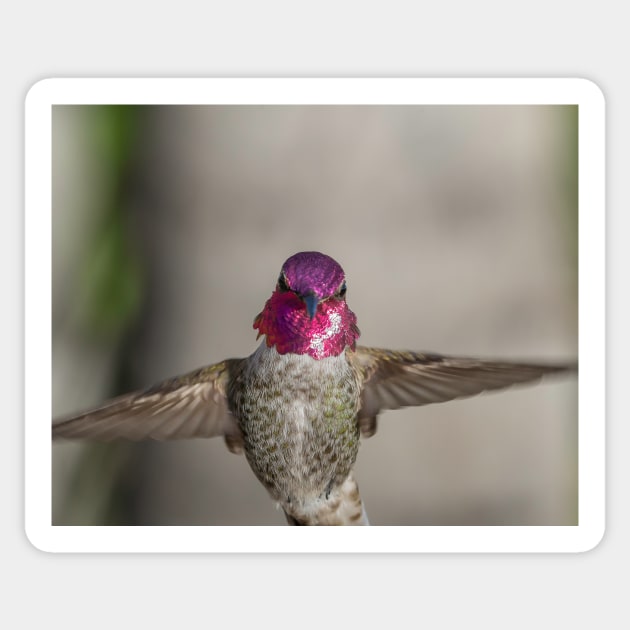 Anna's Hummingbird Sticker by MCHerdering